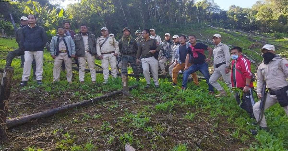 Joint security team destroys large-scale opium cultivation in Manipur's Noney